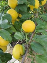 팜모닝 자유주제·자유게시판 게시글 이미지