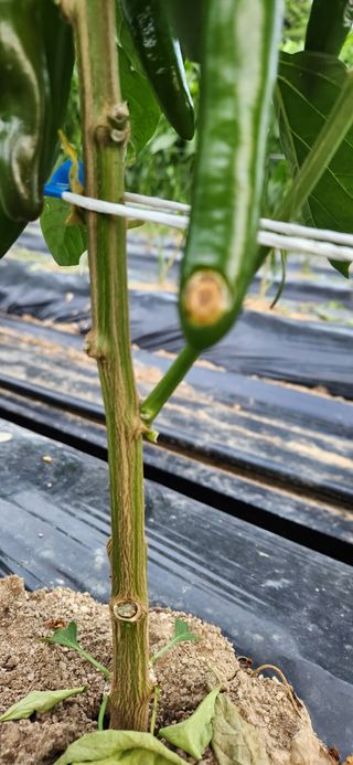 병아리농사꾼님의 농사, 무엇이든 물어보세요! · 참여글 작성글 사진