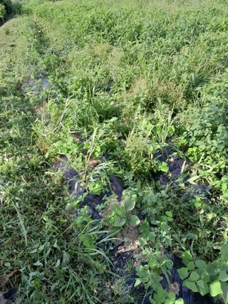 김민수산에서농사중님의 자유주제 · 자유게시판 작성글 사진