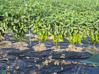 박무순님의 자유주제 · 자유게시판 작성글 사진