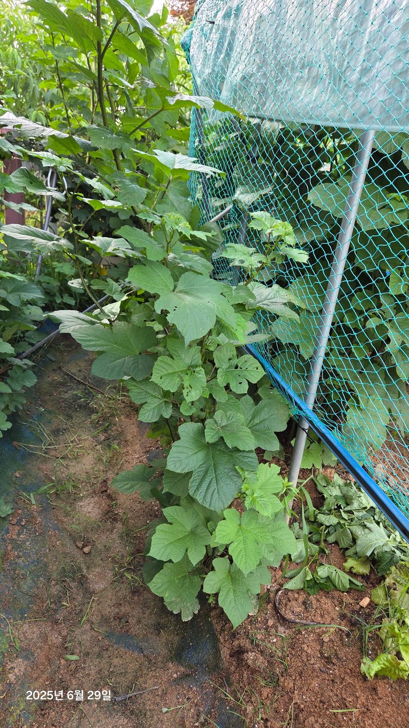 이종선님의 장터 판매 상품 [산딸기 나무 1년생] 첨부 사진