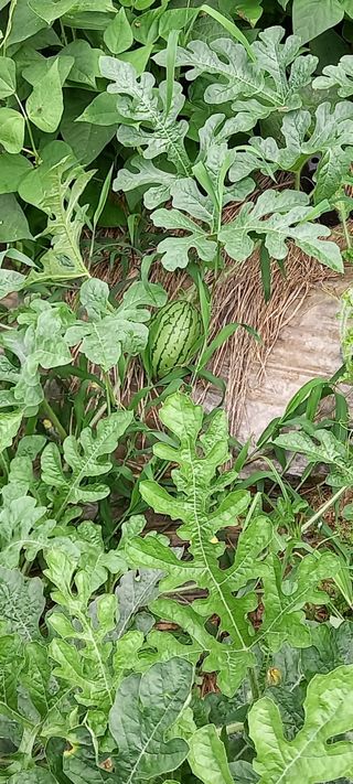 고병길님의 자유주제 · 자유게시판 작성글 사진