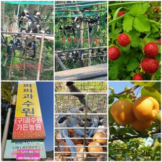 퍼피과수원님의 자유주제 · 자유게시판 작성글 사진
