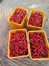 팜모닝 자유주제·자유게시판 게시글 이미지