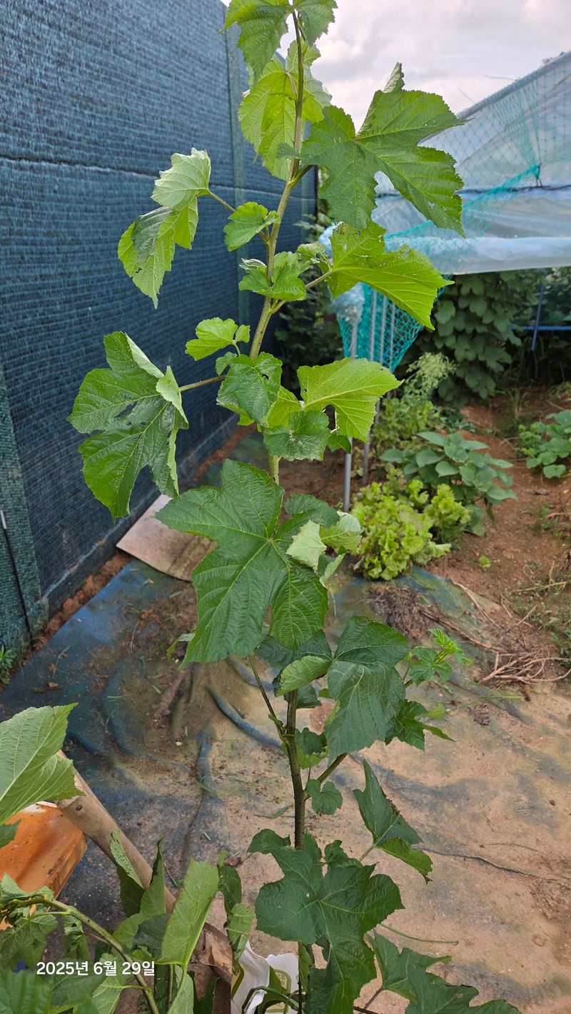 이종선님의 장터 판매 상품 [산딸기 나무 1년생] 첨부 사진