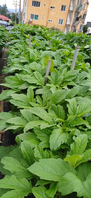 산골마님님의 자유주제 · 자유게시판 작성글 사진