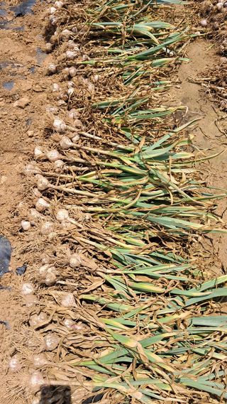 진요복님의 자유주제 · 자유게시판 작성글 사진