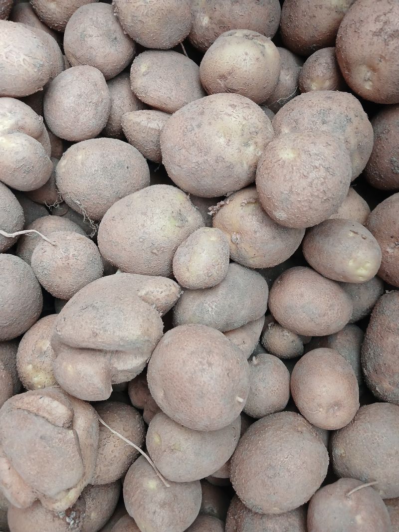 최광순님의 장터 판매 상품 [럿세감자 홍감자 올림픽 감자 혼합3kg5kg] 첨부 사진