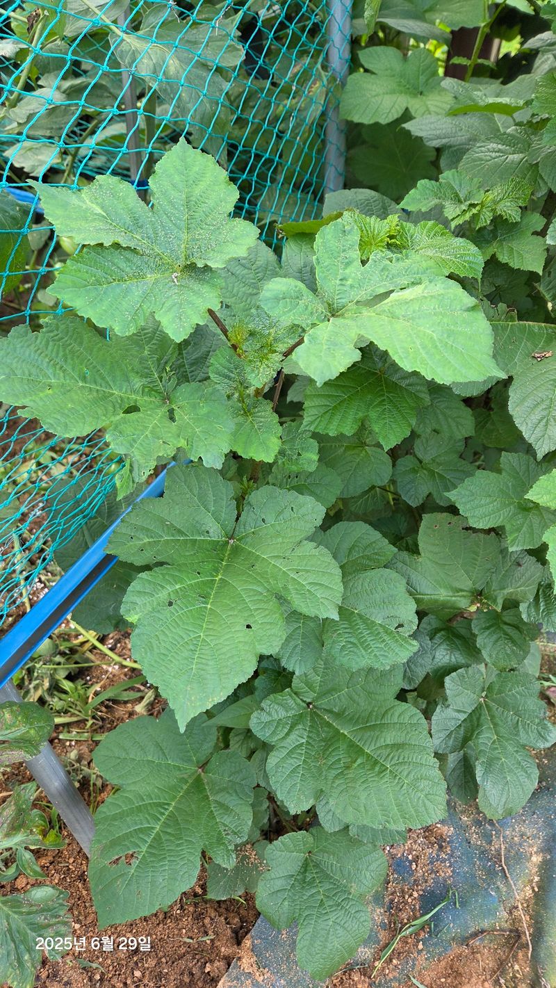 장터 상품 [산딸기 나무 1년생] 썸네일