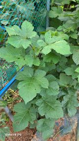 팜모닝 · 게시글 이미지