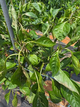 마늘6843님의 농사, 무엇이든 물어보세요! · 참여글 작성글 사진