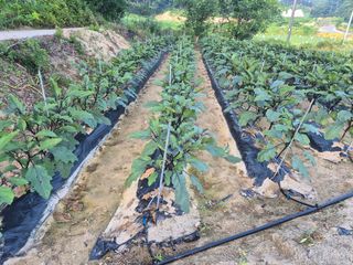 박무순님의 자유주제 · 자유게시판 작성글 사진