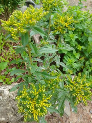 인생은 소풍처럼님의 자유주제 · 자유게시판 작성글 사진