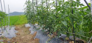 이흥옥님의 자유주제 · 자유게시판 작성글 사진