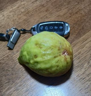 뿌리님의 기타작물 · 자유게시판 작성글 사진