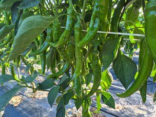 박무순님의 자유주제 · 자유게시판 작성글 사진