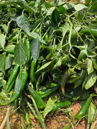 마늘6843님의 농사, 무엇이든 물어보세요! · 참여글 작성글 사진