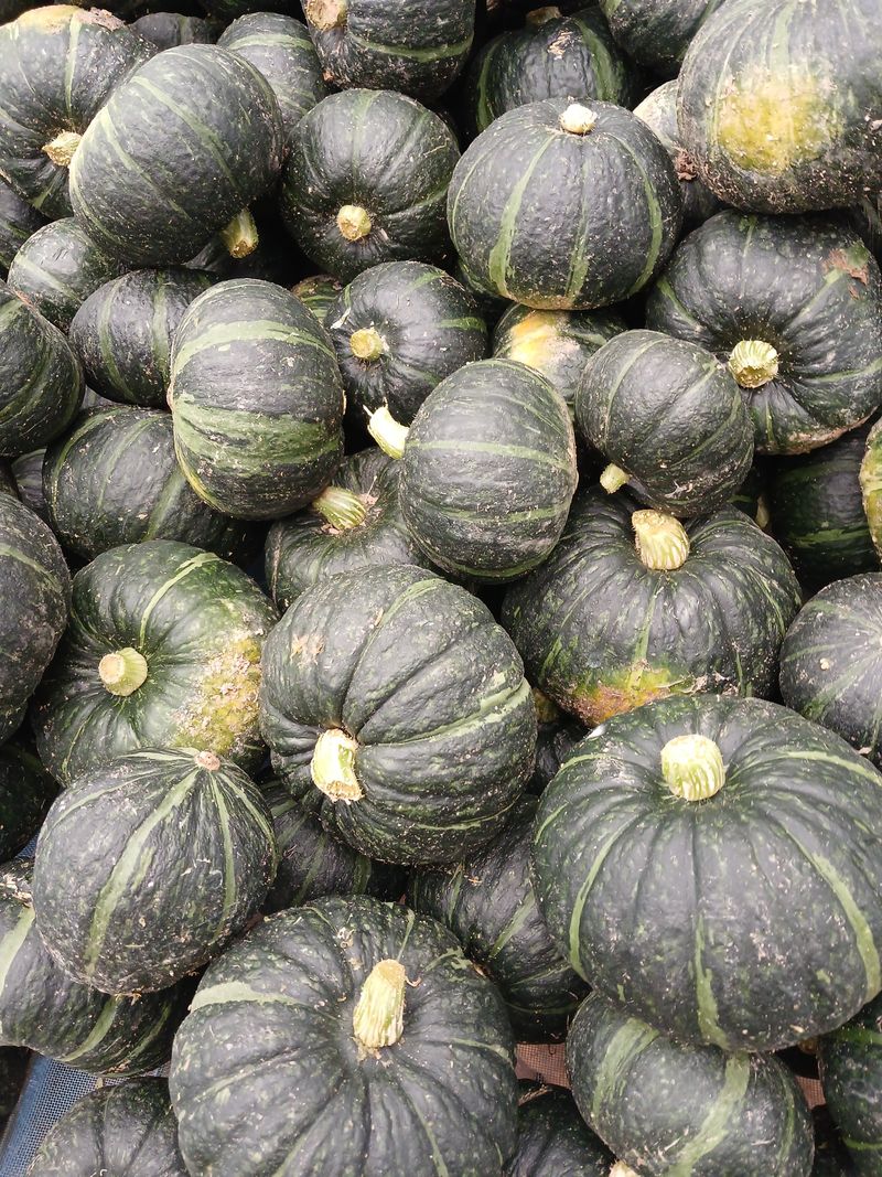 최광순님의 장터 판매 상품 [럿세감자 홍감자 올림픽 감자 혼합3kg5kg] 첨부 사진