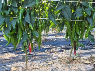 박무순님의 자유주제 · 자유게시판 작성글 사진