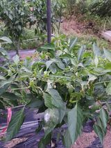 팜모닝 농사, 무엇이든 물어보세요!·참여글 게시글 이미지