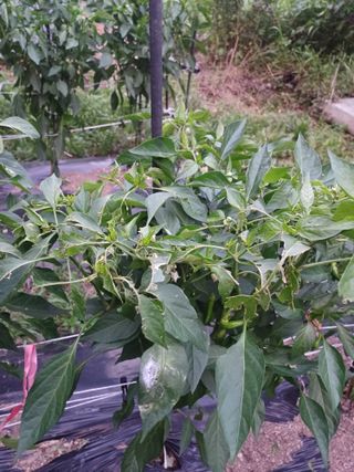 자두21408님의 농사, 무엇이든 물어보세요! · 참여글 작성글 사진