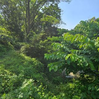 양배추21889님의 농사, 무엇이든 물어보세요! · 참여글 작성글 사진