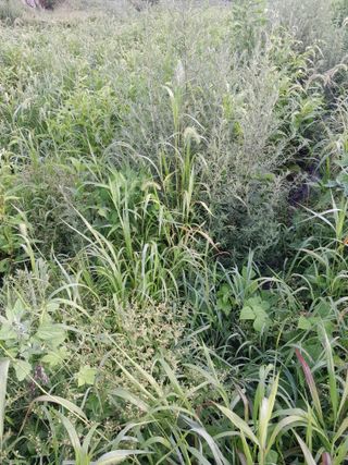 김민수산에서농사중님의 자유주제 · 자유게시판 작성글 사진