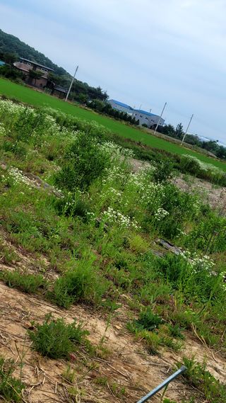 행복농장아다나님의 자유주제 · 자유게시판 작성글 사진