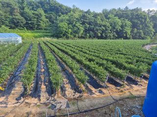 박무순님의 자유주제 · 자유게시판 작성글 사진
