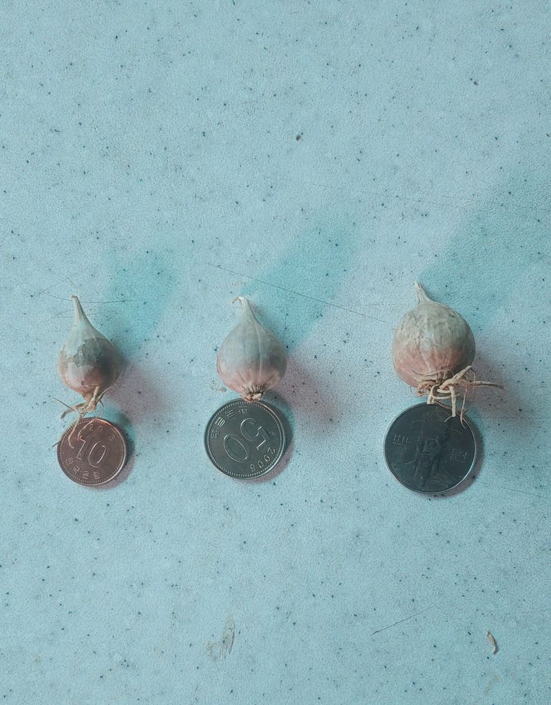 조새힘님의 장터 판매 상품 [25년 수확한 홍산마늘 단구 외통마늘(종자용) 500g, 1kg] 첨부 사진