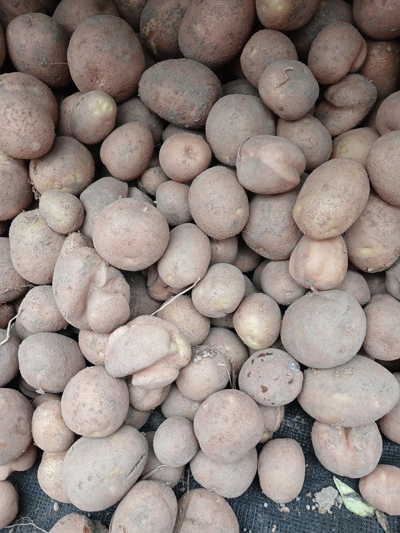 최광순님의 장터 판매 상품 [럿세감자 홍감자 올림픽 감자 혼합3kg5kg] 첨부 사진