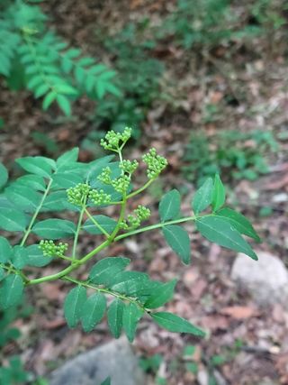몽자아빠님의 자유주제 · 자유게시판 작성글 사진
