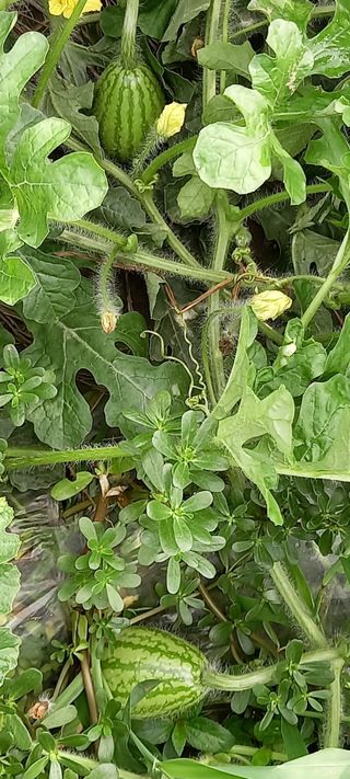 고병길님의 자유주제 · 자유게시판 작성글 사진