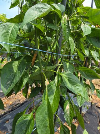 마늘6843님의 농사, 무엇이든 물어보세요! · 참여글 작성글 사진