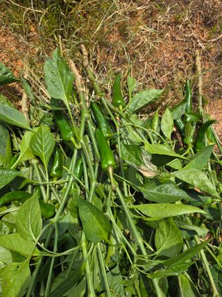 마늘6843님의 농사, 무엇이든 물어보세요! · 참여글 작성글 사진