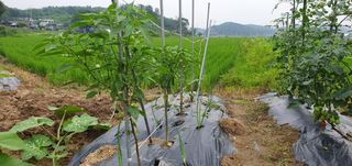 이흥옥님의 자유주제 · 자유게시판 작성글 사진