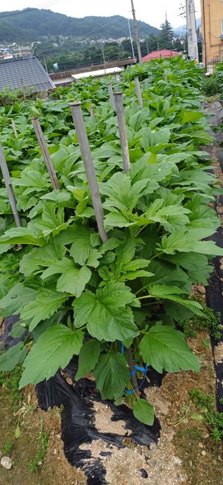 산골마님님의 자유주제 · 자유게시판 작성글 사진