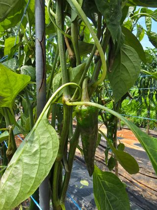 마늘6843님의 농사, 무엇이든 물어보세요! · 참여글 작성글 사진