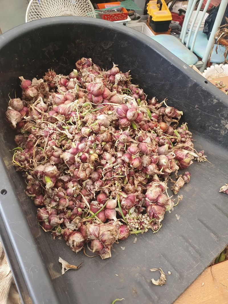 마늘8928님의 장터 판매 상품 [자색삼동파] 첨부 사진