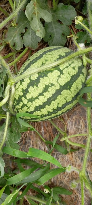 고병길님의 자유주제 · 자유게시판 작성글 사진