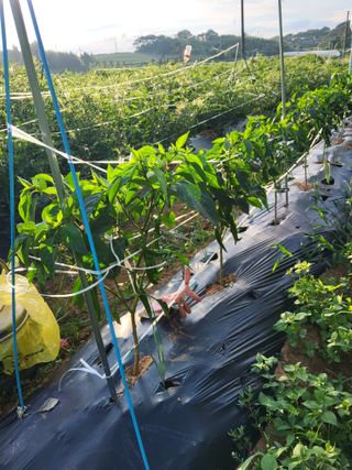 자.담.스.팜님의 자유주제 · 자유게시판 작성글 사진