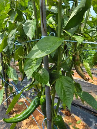 마늘6843님의 농사, 무엇이든 물어보세요! · 참여글 작성글 사진