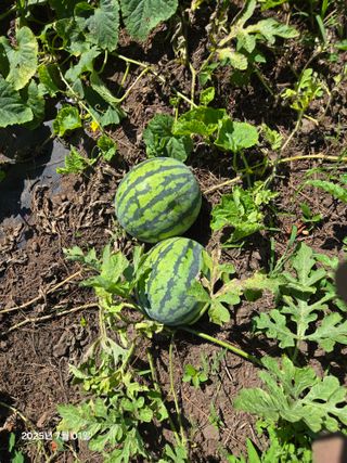 Captain김상곤님의 자유주제 · 자유게시판 작성글 사진