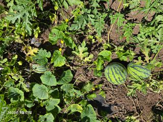 Captain김상곤님의 자유주제 · 자유게시판 작성글 사진