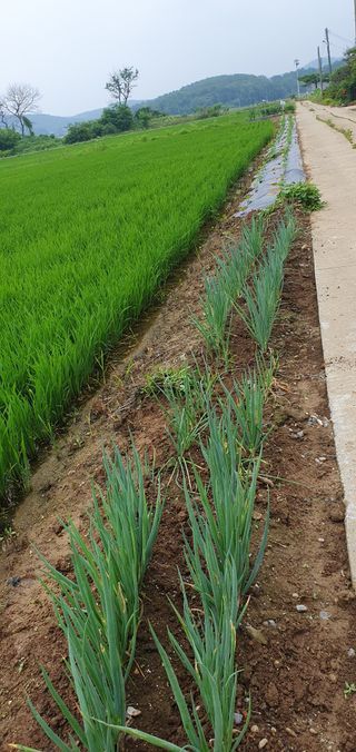 이흥옥님의 자유주제 · 자유게시판 작성글 사진