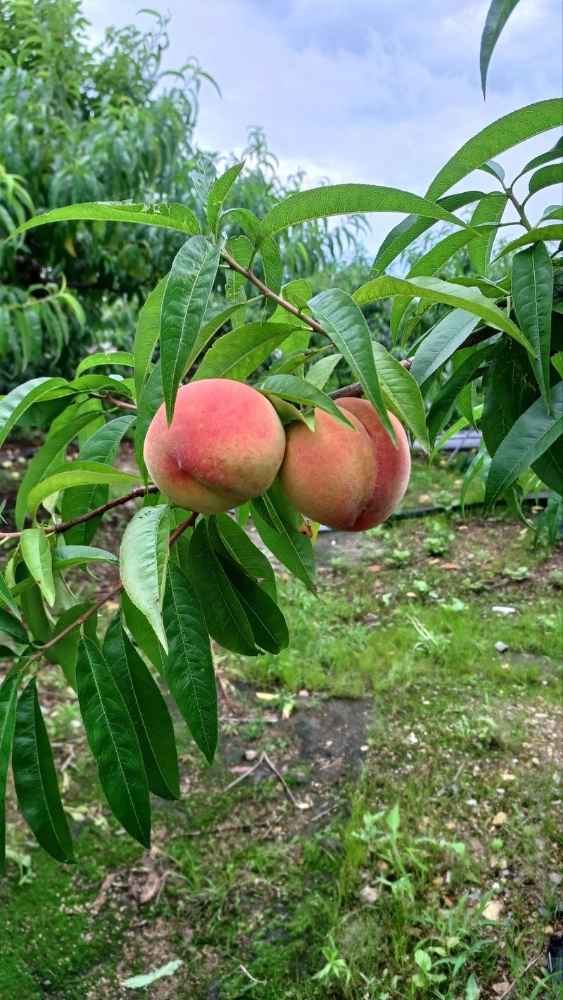 장터 상품 [복숭아 4kg] 썸네일