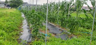 이흥옥님의 자유주제 · 자유게시판 작성글 사진