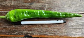 병아리농사꾼님의 자유주제 · 자유게시판 작성글 사진