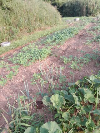 김민수산에서농사중님의 자유주제 · 자유게시판 작성글 사진