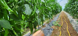 병아리농사꾼님의 자유주제 · 자유게시판 작성글 사진